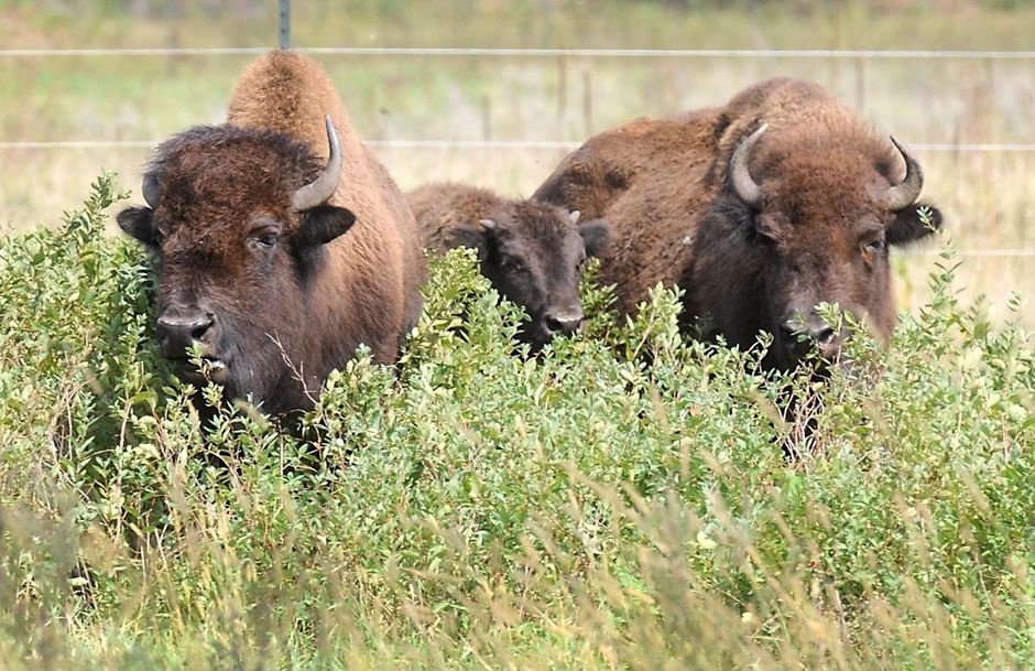 Bison at Minneopa State Park in Mankato