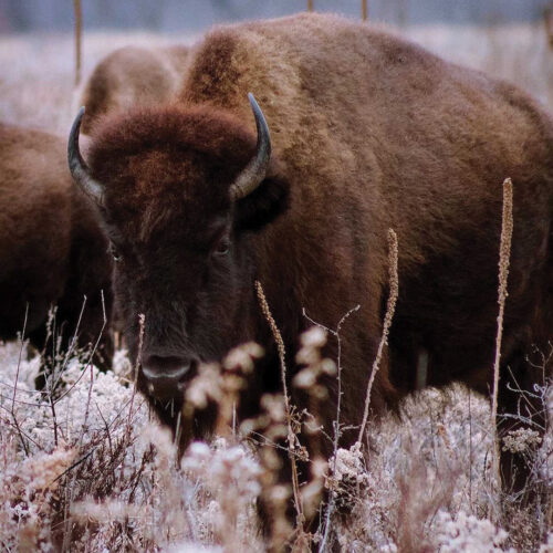 Bison_Credit_ZachBeckmanDesign_web